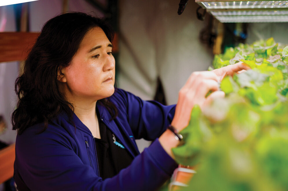 Professor Sara Kuwahara inspects green lettuce plants in a laboratory.