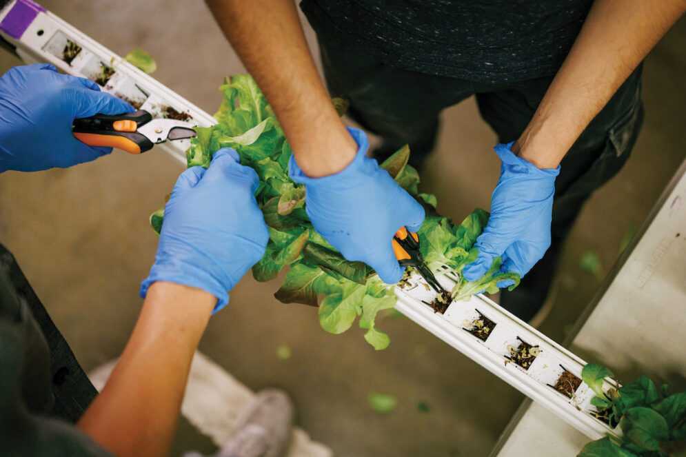 The gloved hands of students harvest lettuce plants from plastic forms using scissors.