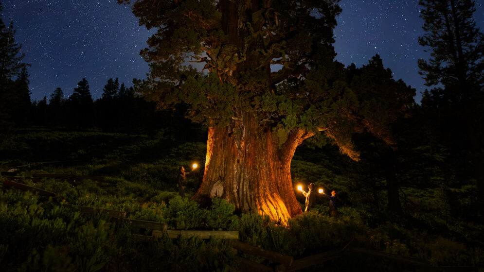 The Bennett Juniper tree at night