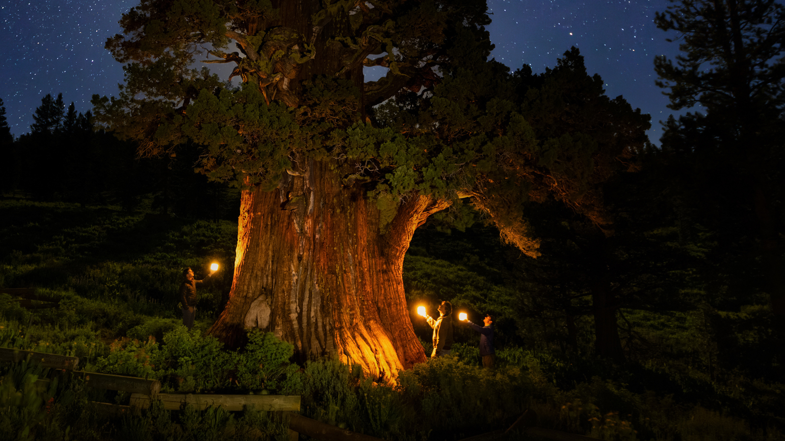 The Bennett Juniper at night