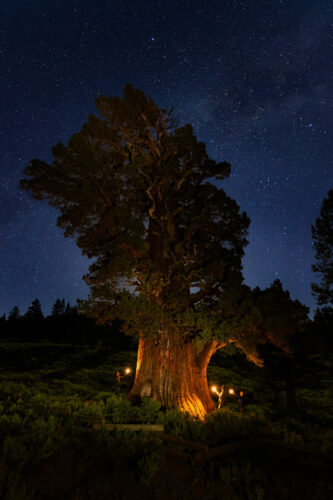 The Bennett Juniper tree at night