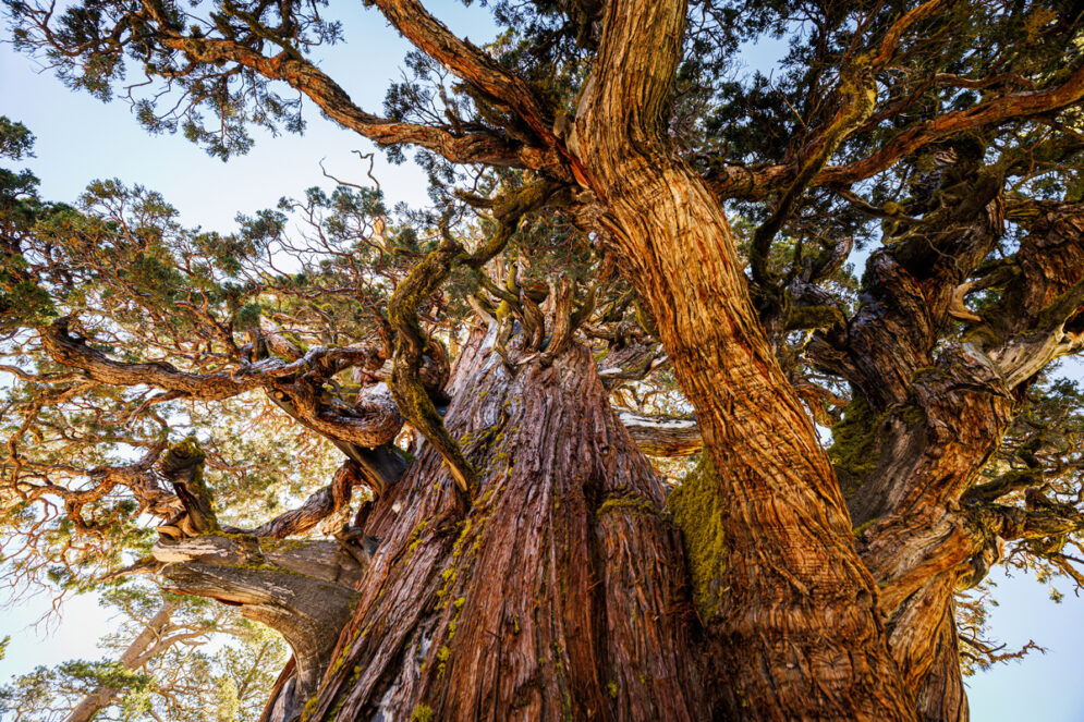 The trunk and branches of the Bennett Juniper in daylight