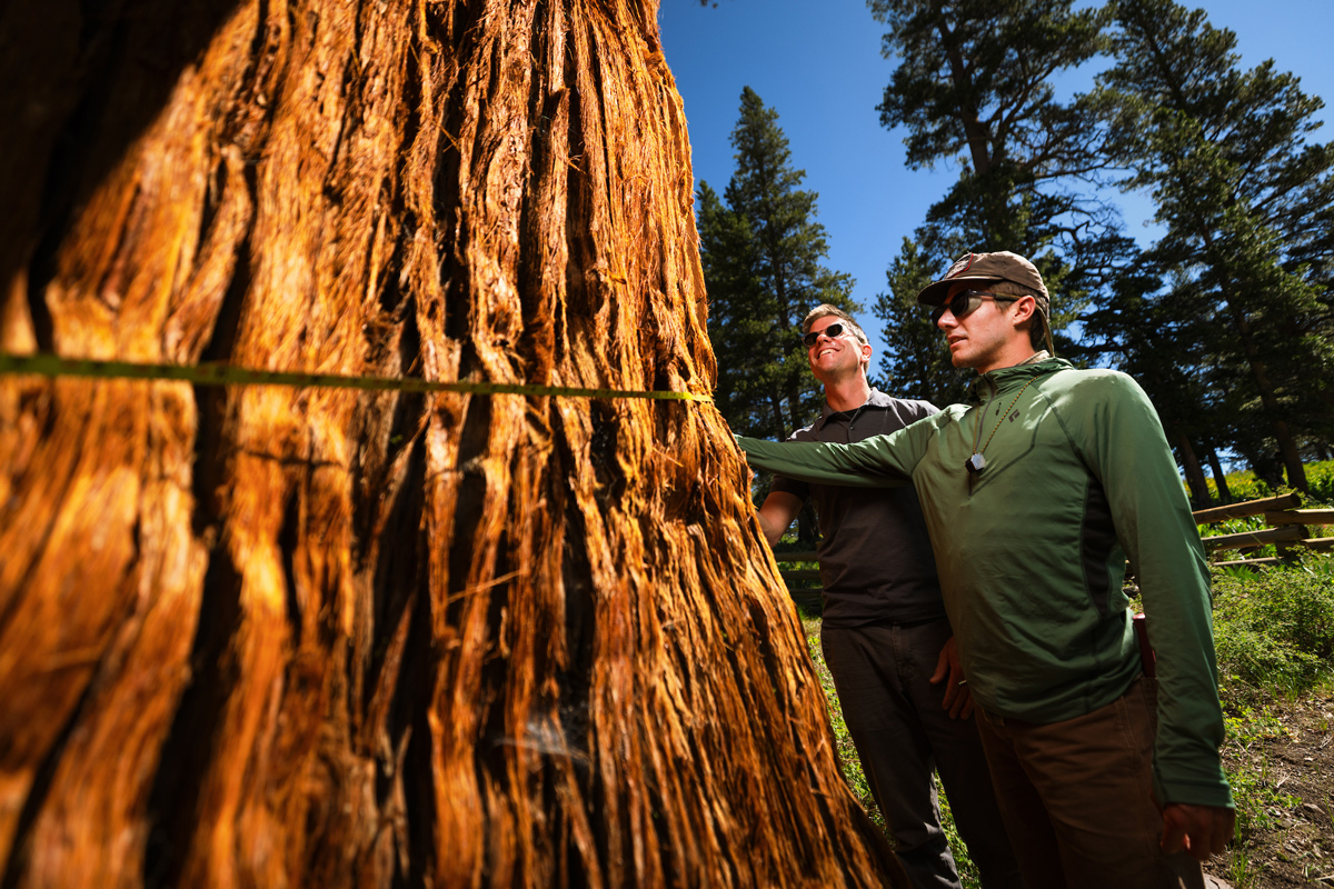 A professor and student measure the circumference of a large tree with a yellow tape measure