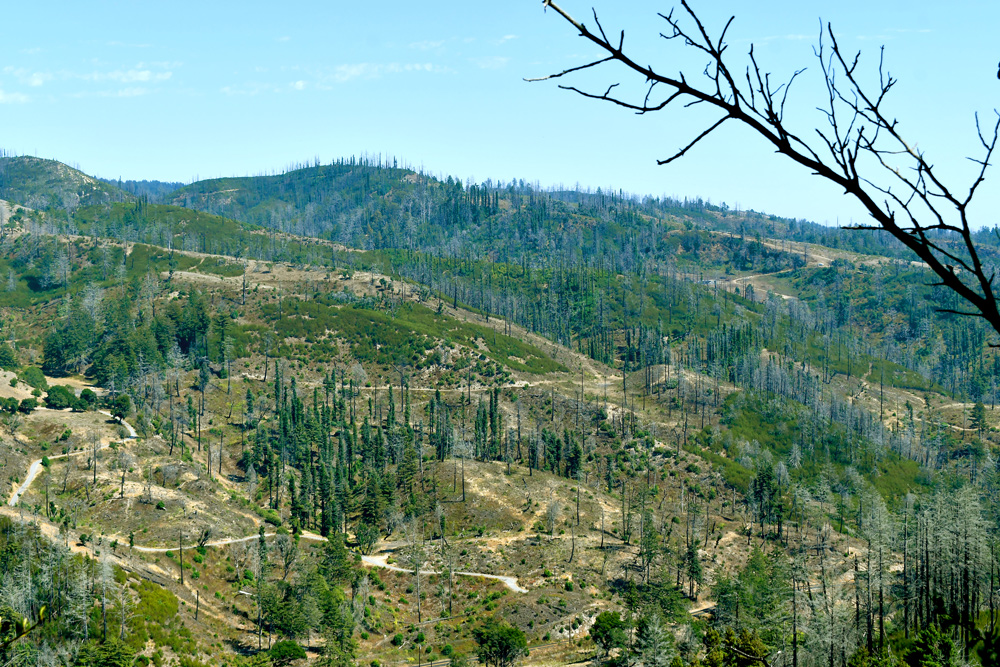 The view of a landscape recovering from wildfire at Swanton Pacific Ranch