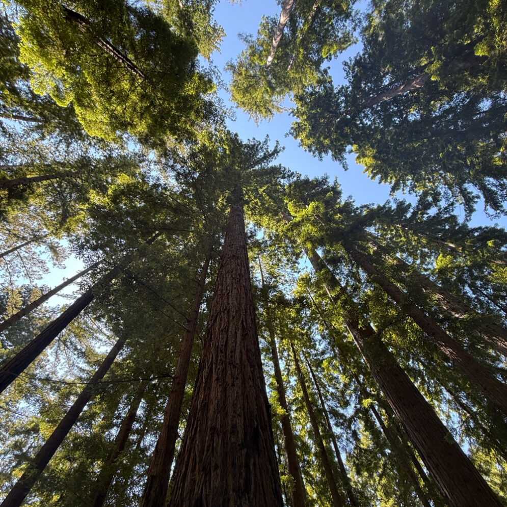 The view from the forest floor at Swanton Pacific Ranch