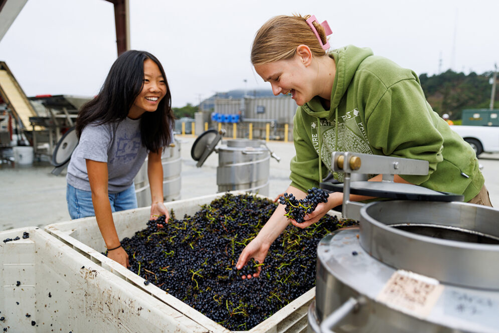 Students harvesting pinot grapes.