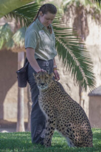 A woman in a zookeeper uniform pats a cheetah