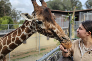 A woman scratches the chin of a giraffe