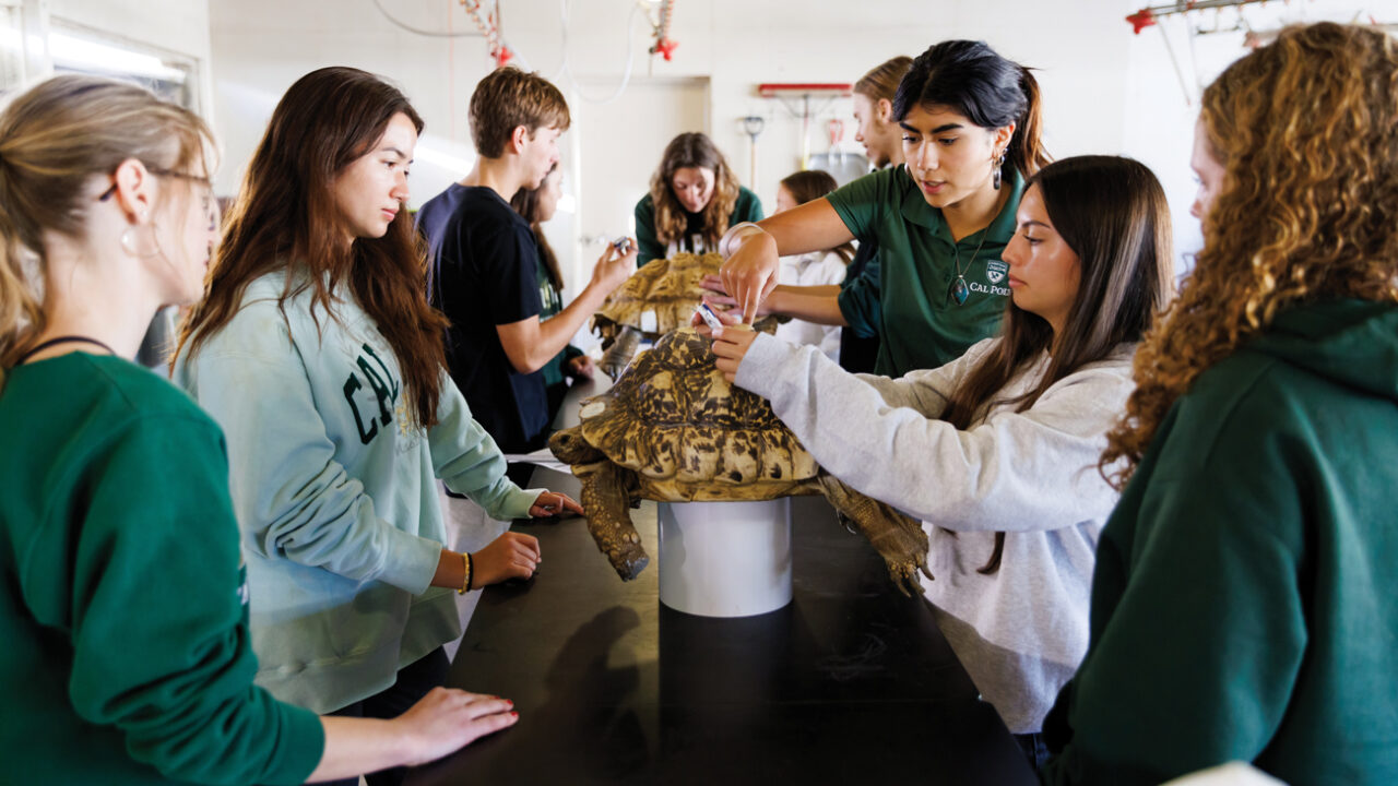A group of students works with leopard tortoises elevated on platforms