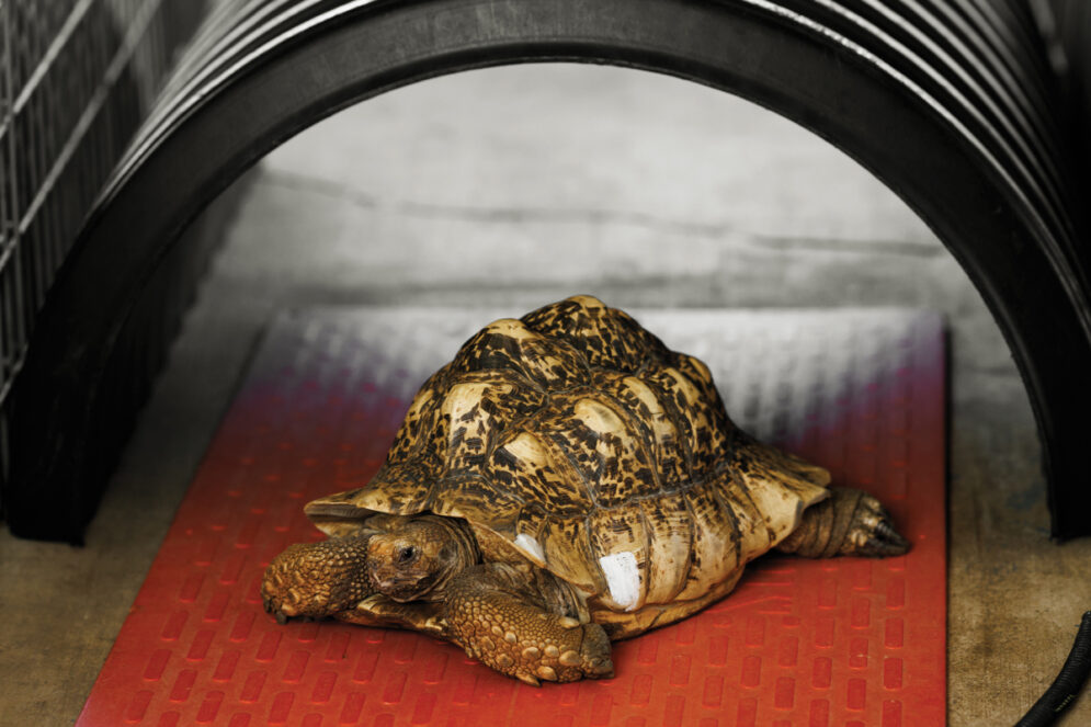 A leopard tortoise on a red warming mat