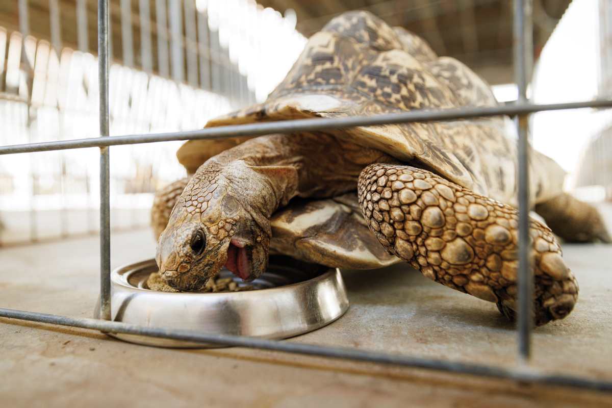 A leopard tortoise eats food out of a metal dish
