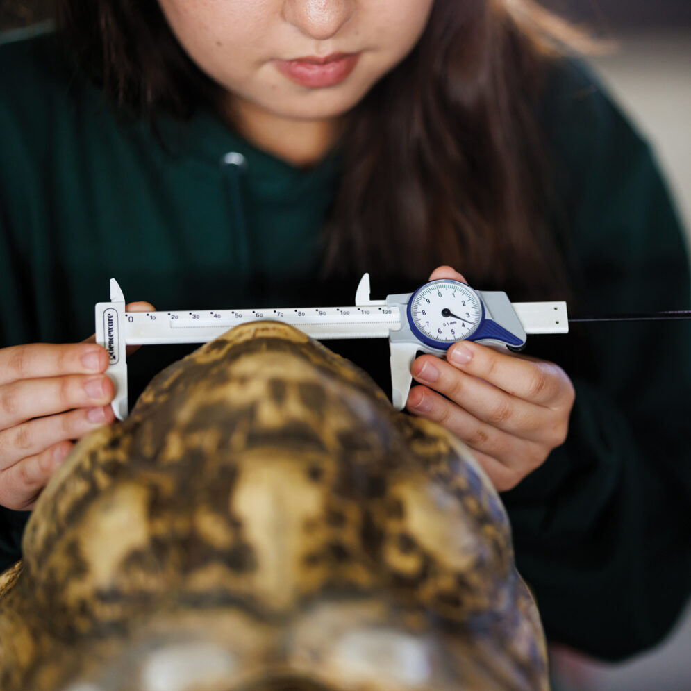 A student uses a caliper to measure the shell of a leopard tortoise