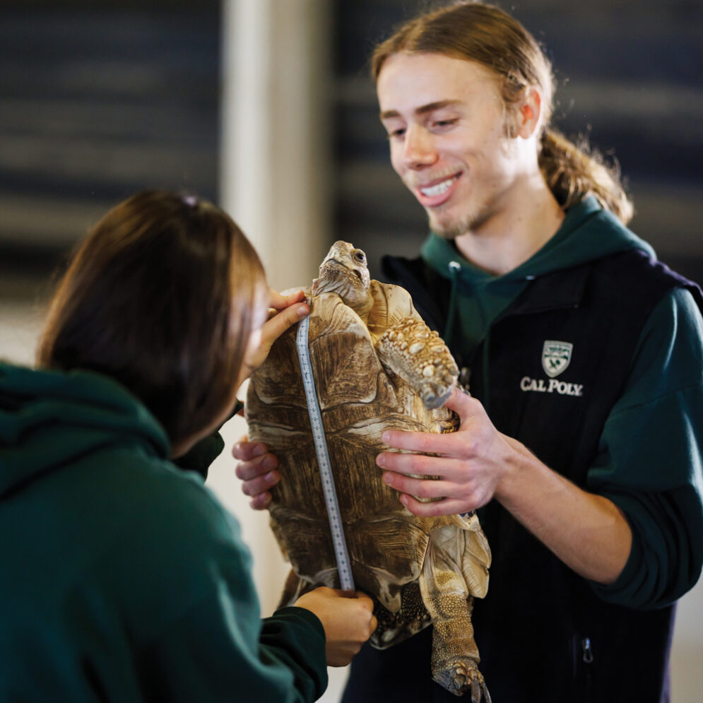 A student holds up a tortoise while another student measures the animal's belly
