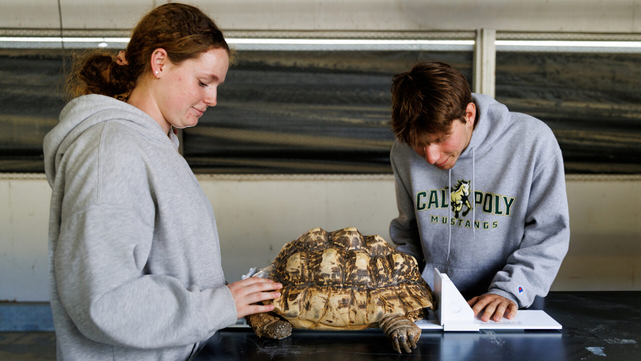 Two students measure a leopard tortoise on a table in lab