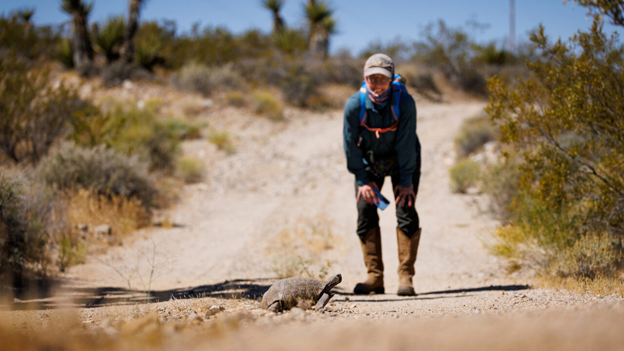 A woman stops to watch a tortoise cross a desert trail.