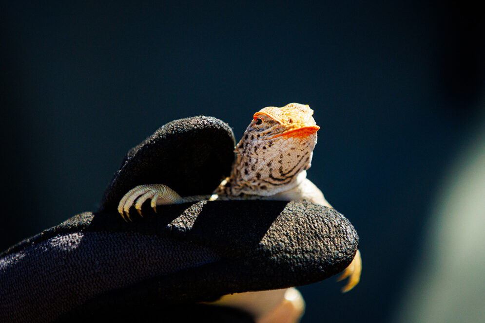 A lizard with colorful facial markings is held by a gloved hand during a field biology excursion to the Mojave Desert.